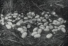 alligator eggs
