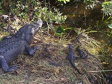 alligators Everglade