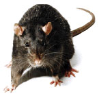 Black Rats removal