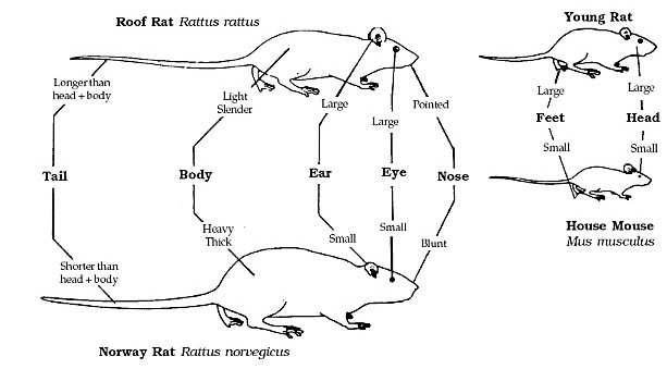 rat identification